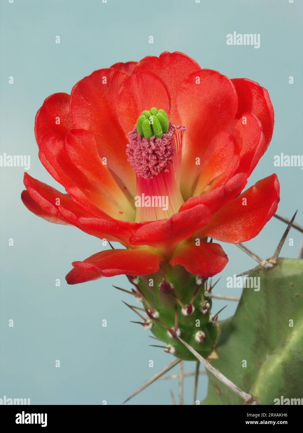 Runder stacheliger kaktus -Fotos und -Bildmaterial in hoher Auflsung   Alamy