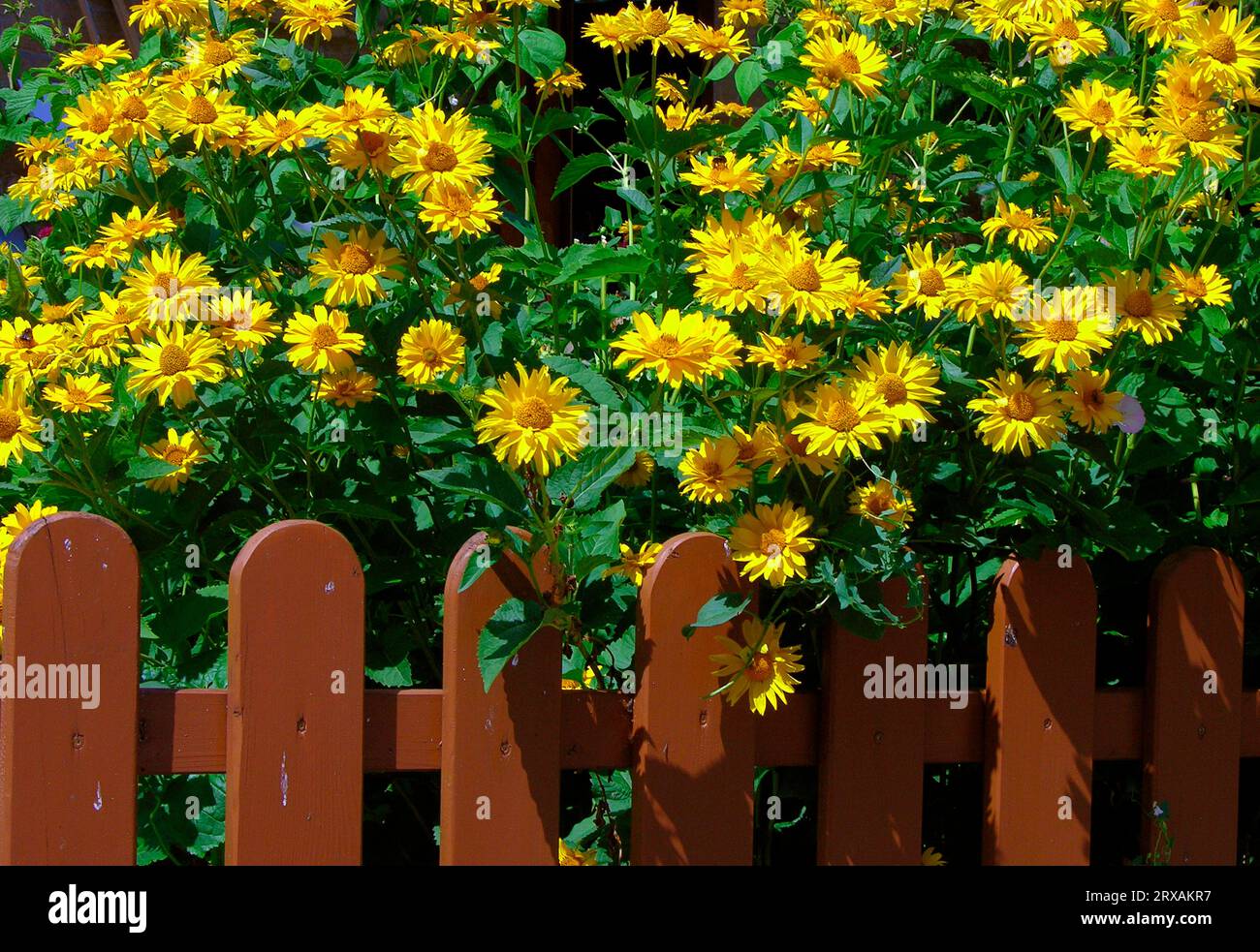 Gelber Koneflower, Rudbeckia laciniata goldene Quelle, hinter dem