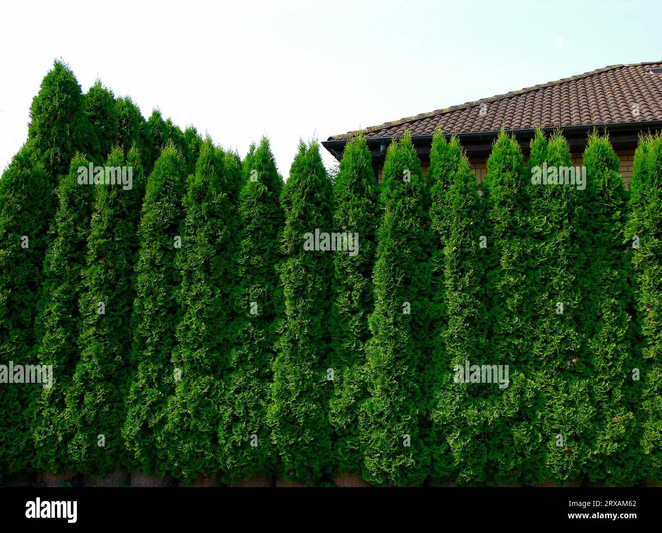 Hecke, Thuja occidentalis (Thuja occidentalis) Columna, arborvitae, auch  Occidental Thuja oder Common Thuja zwei 2 bis drei 3 Meter gro als A  gezchtet Stockfotografie - Alamy