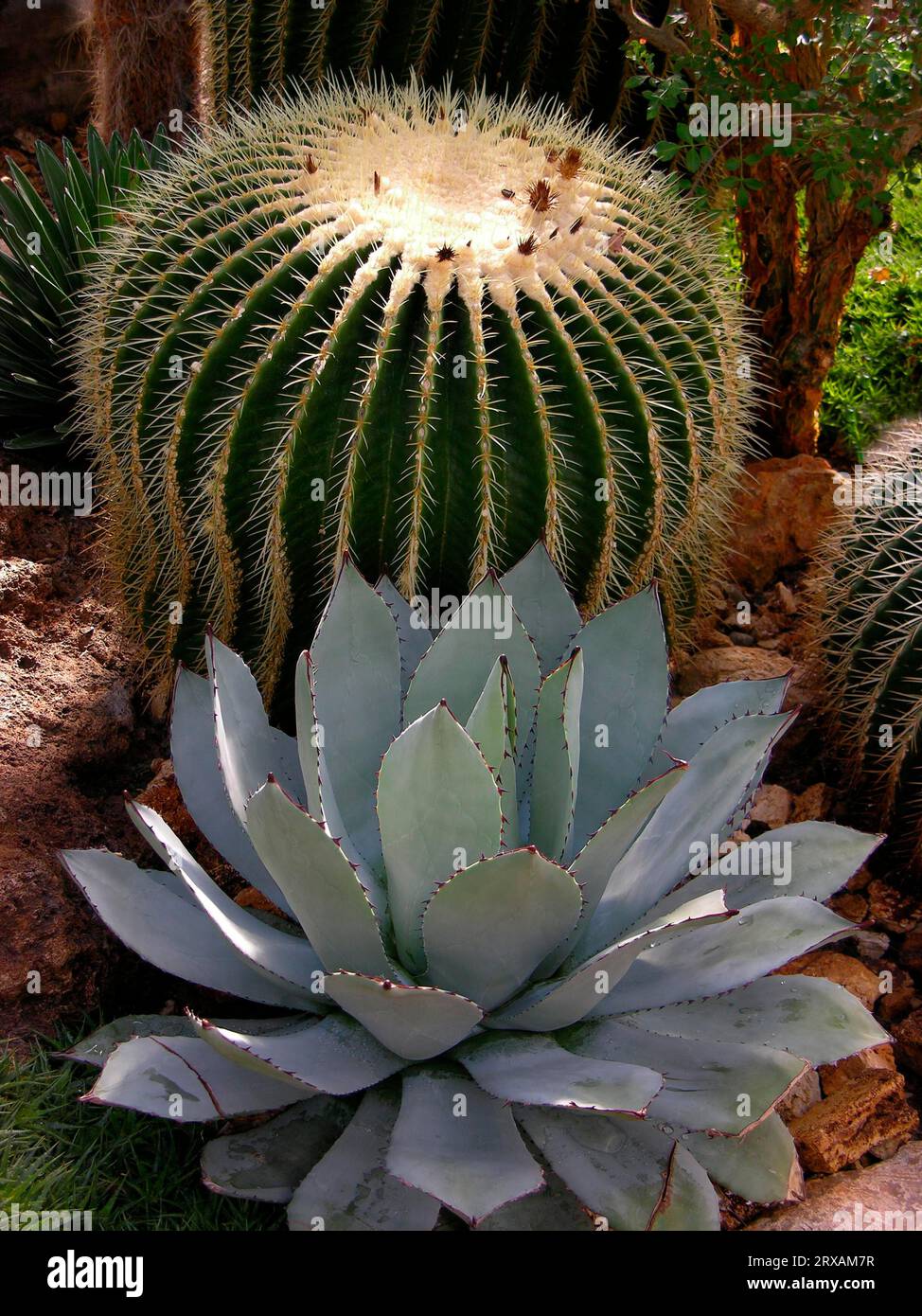 Goldener Ball (Echinocactus grusonii) Kaktus vor Agave potatorum Goldener Ball Kaktus, Schwiegermutter Stuhl, Schwiegermutter Sitz, Goldener Ball Kaktus Stockfoto