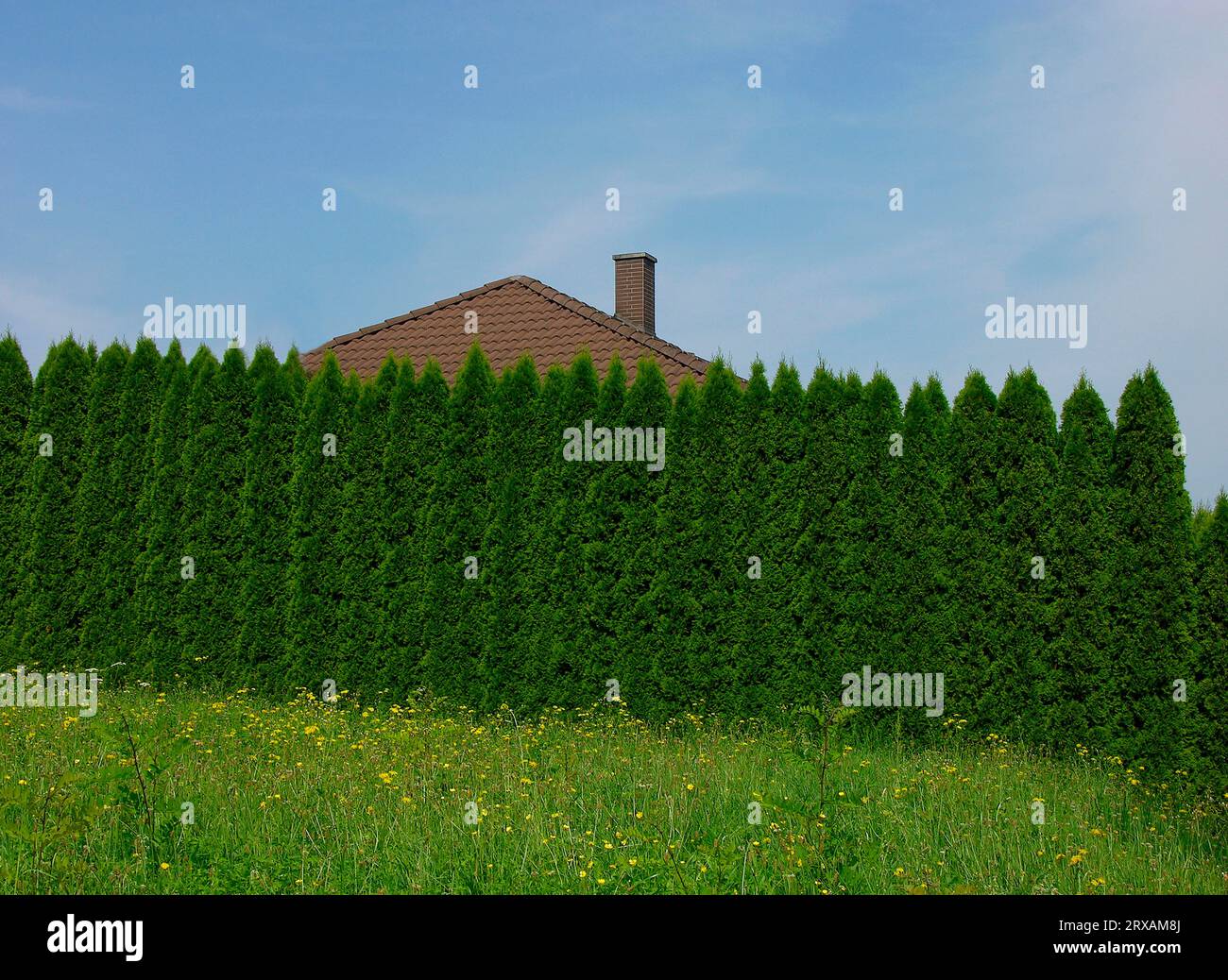 Hecke, Thuja occidentalis (Thuja occidentalis) Columna, arborvitae, auch  Occidental Thuja oder Common Thuja zwei 2 bis drei 3 Meter gro als A  gezchtet Stockfotografie - Alamy