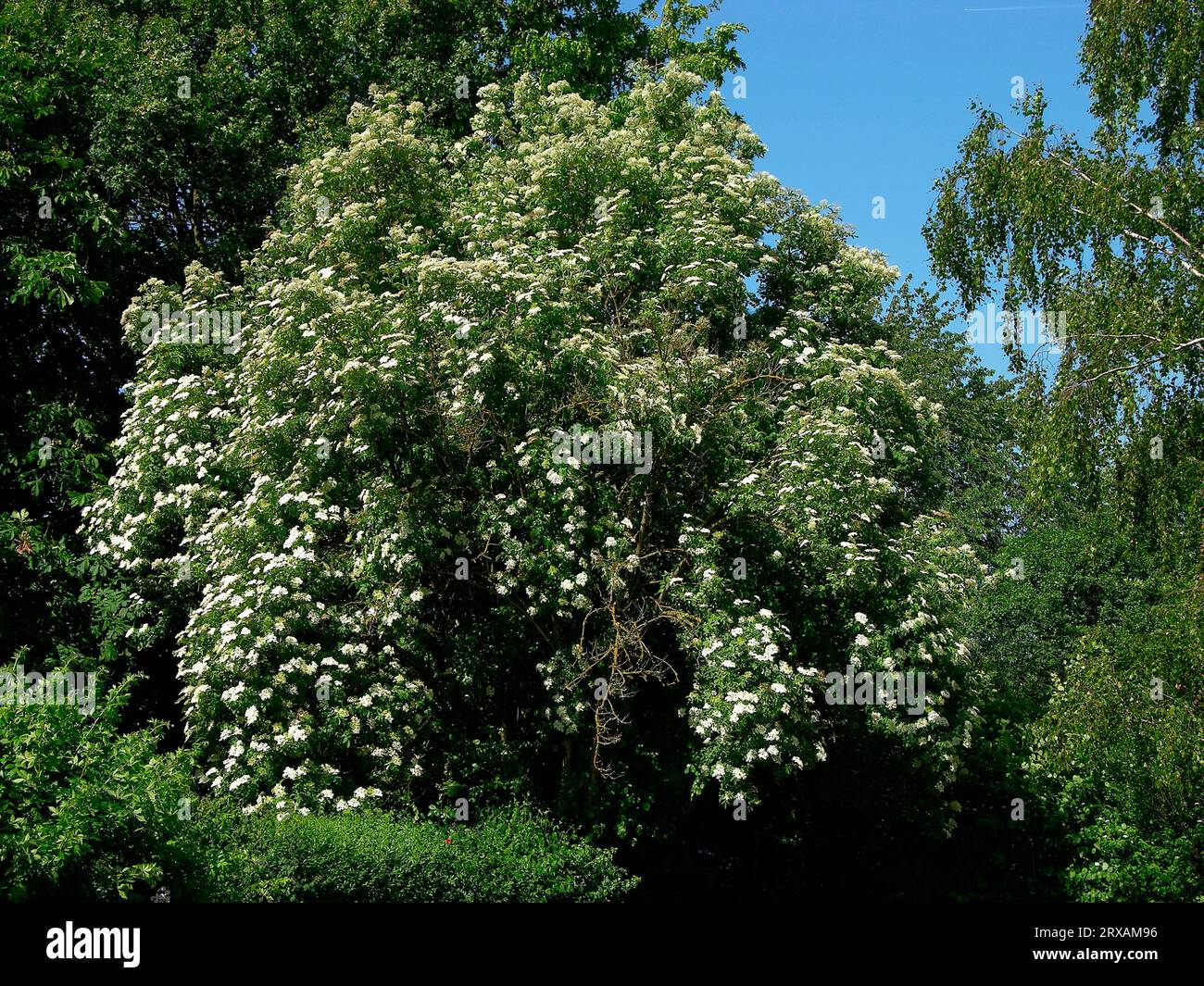 Elder (Sambucus nigra), auch Alhorn, Elder, Ellhorn, Eller, Flieder, Fliederbeerbusch, Hoelder, Halter, Holderbaum, Holderbusch, Holler Stockfoto