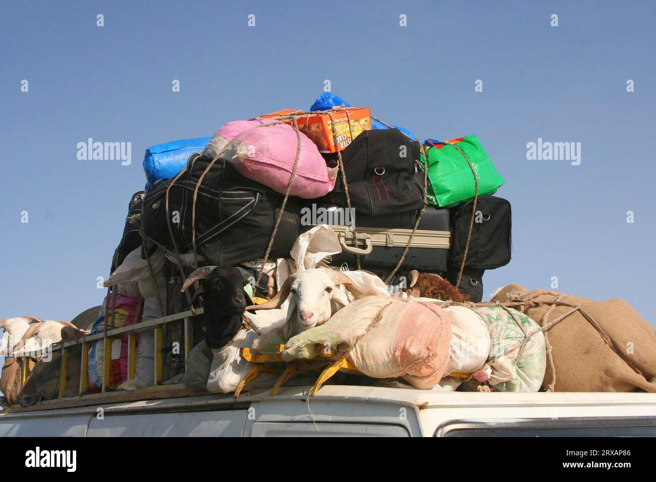 Schafe und Ziegen werden in einem Minibus in der Nähe von Djenne, Mali, unter dem verbliebenen Gepäck verstaut Stockfoto