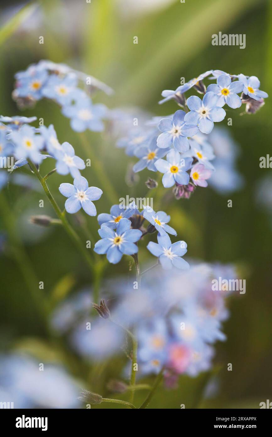 Ist eine Gattung von blühenden Pflanzen in der Familie der Boraginaceae, die gemeinhin als Vergissmeinnicken (Myosotis) bezeichnet werden. Stockfoto