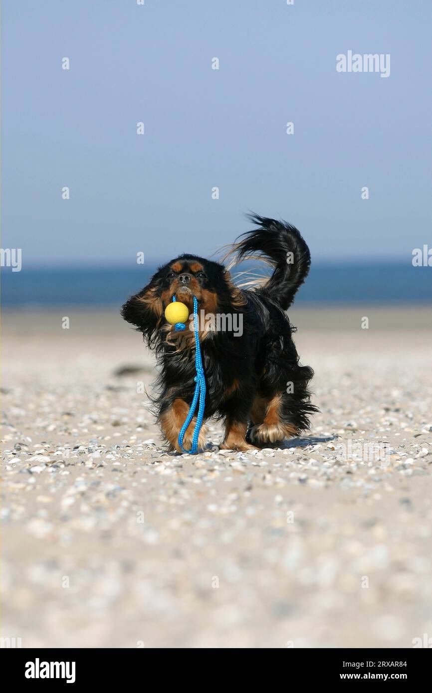 Cavalier King Charles Spaniel, schwarz-braun, holt sich den Ball am Strand, Spielzeug Stockfoto