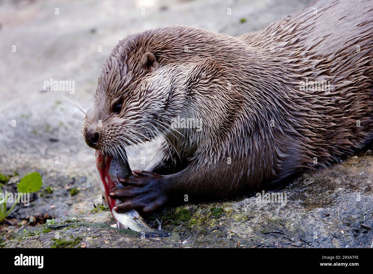 Europäischer Otter (Lutra lutra) frisst Fisch, europäischer Otter Stockfoto