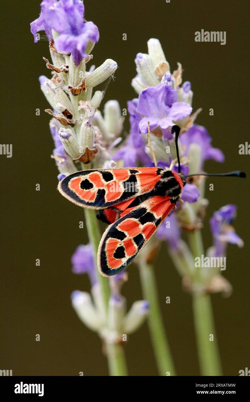 Bergviolett (Zygaena fausta), Provence, Südfrankreich, Glücksviolett, Glücksviolett Stockfoto