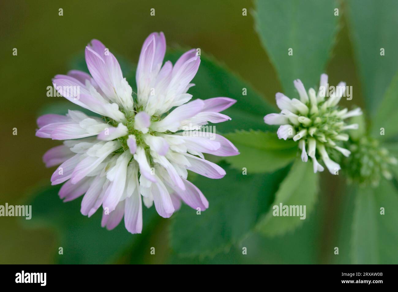 Shaftal (Trifolium resupinatum), Nordrhein-Westfalen, Deutschland Stockfoto