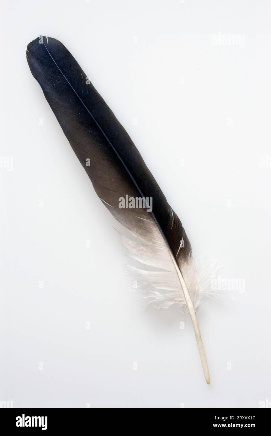 Griffongeier (Gyps fulvus), Feder der Handflügel, Flügelfeder Stockfoto