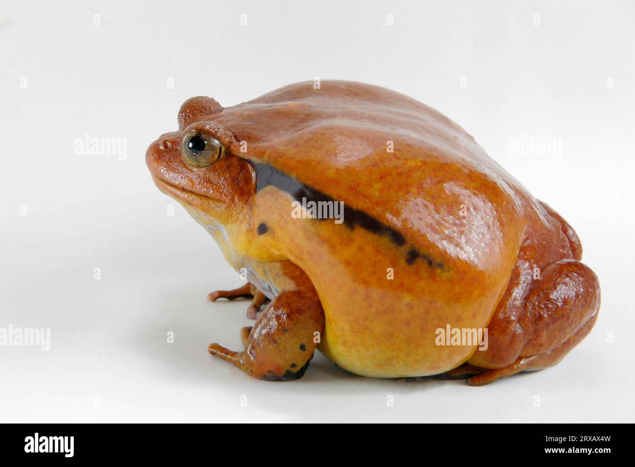 Tomatenfrosch (Dyscophus guineti), Seitenansicht Stockfoto