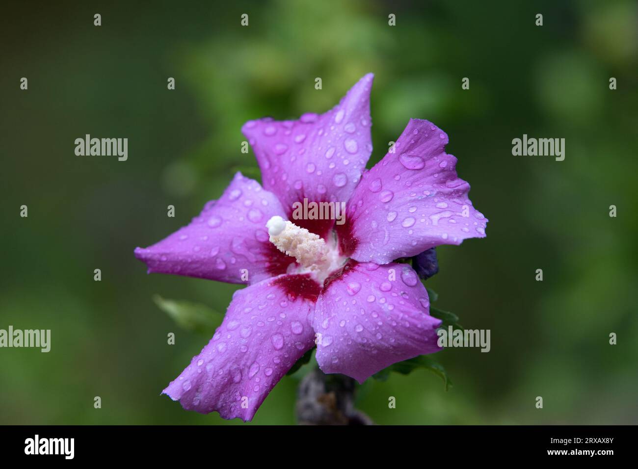 Violette Hibiskusblüte mit Regentropfen Stockfoto