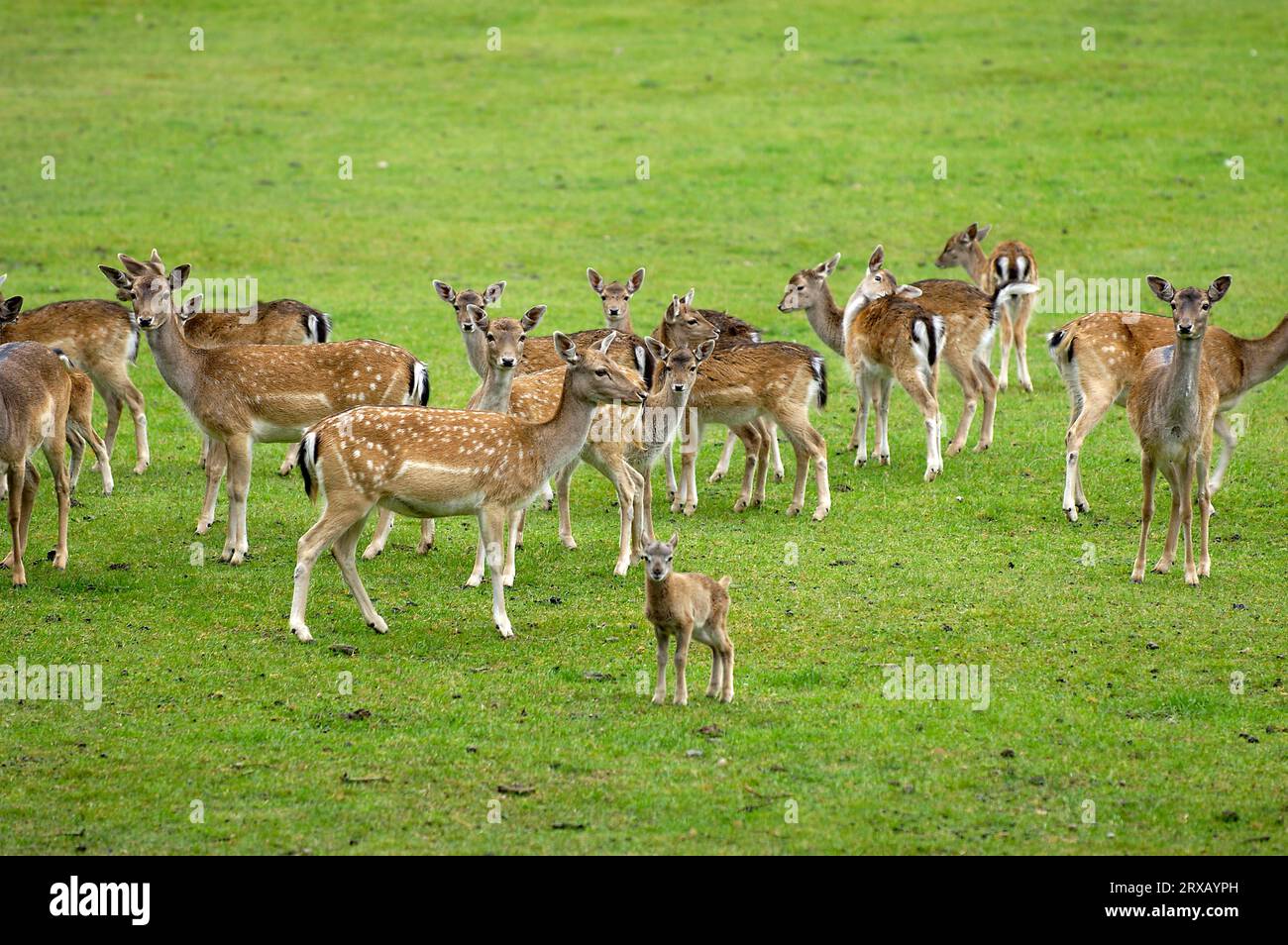 Damhirsche (Dama dama), Weibchen, Biosphärenreservat Schorfheide-Chorin, Brandenburg, Deutschland Stockfoto