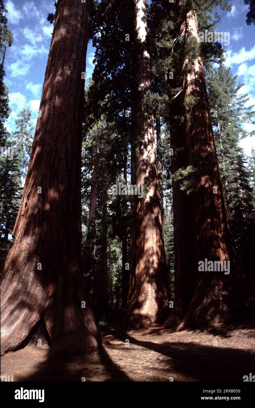 Der Mariposa Grove of Giant Sequoia Trees, in der Nähe des Südeingangs von Yosemite, enthält etwa 500 reife Riesenmammutbäume, die vielleicht die größten Lebewesen der Erde sind. Der älteste Yosemite-Riesenmammutbaum kann 3.000 Jahre alt sein! Zu den beliebtesten Exemplaren in diesem Gehölz gehört der gefallene Monarch, der 1899 durch ein Foto von berittenen US-Kavallerie-Offizieren berühmt wurde, die ihre Pferde auf den umgestürzten Baum reiten konnten. Ein weiteres muss ist der Bachelor and Three Graces. Dieser wunderschöne Cluster ist ein sehr beliebter Ort für Fotos. Stockfoto