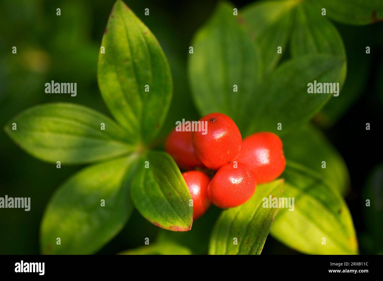 Zwergkornel, Finnland (Cornus suecica) Stockfoto