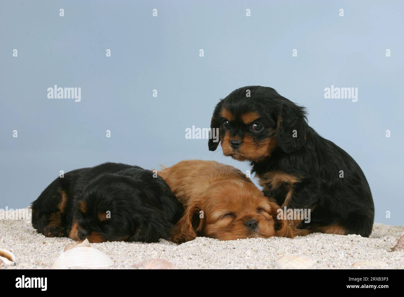 Cavalier King Charles Spaniel, Welpen, 6 Wochen Stockfoto