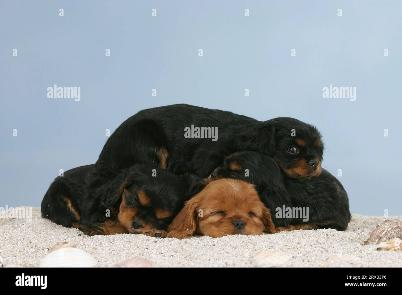 Cavalier King Charles Spaniel, Welpen, 6 Wochen Stockfoto