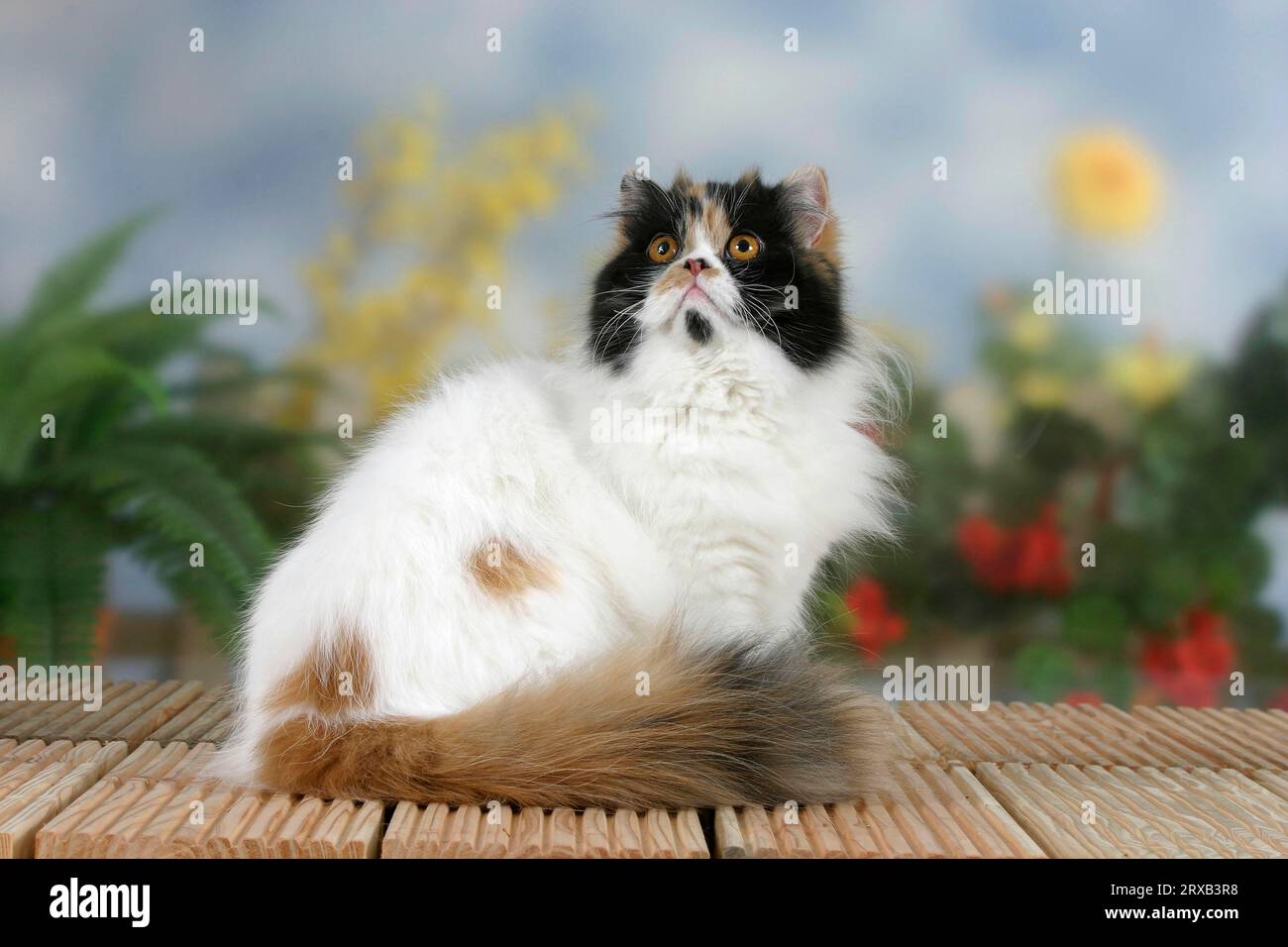 Perserkatze, tortie-White-Harlequin Stockfoto