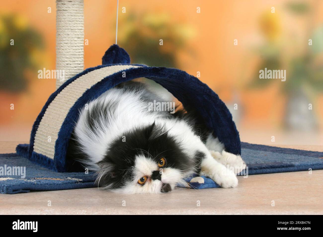 Persische Katze, männlich, schwarz-weiß, mit Duftkissen Stockfoto