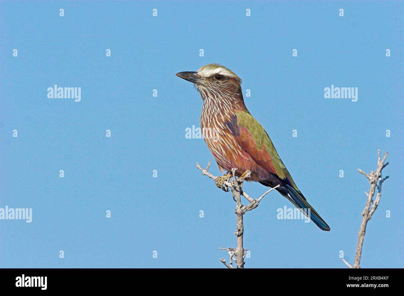 Rumpous-Crowned Roller (Coracias naevia), Etosha-Nationalpark, Namibia Stockfoto