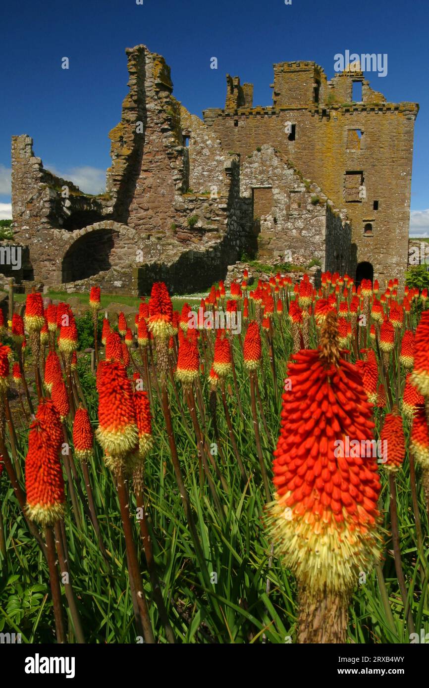 Fackellilien vor den Ruinen von Dunnottar Castle, Schottland (Kniphofia) Stockfoto