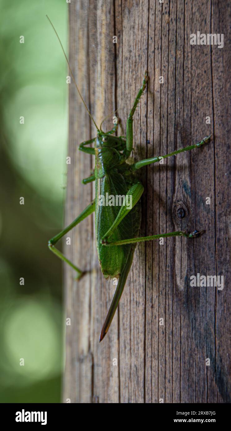 Ein grünes Heupferd sitzt an einem hölzernem Pfahl Stockfoto