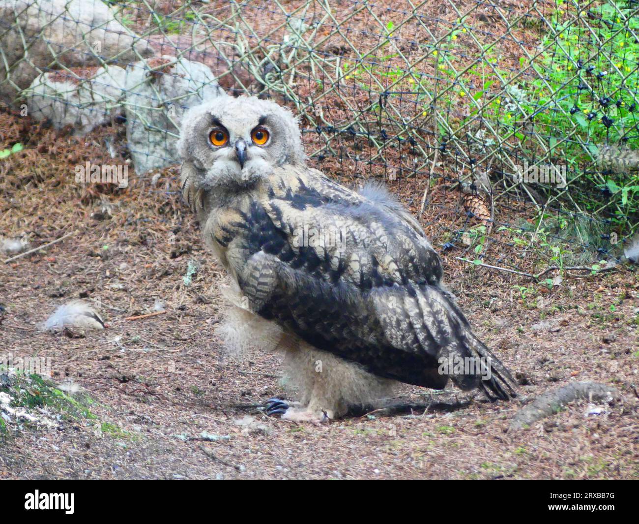 Junge Uhu im Zoo Stockfoto