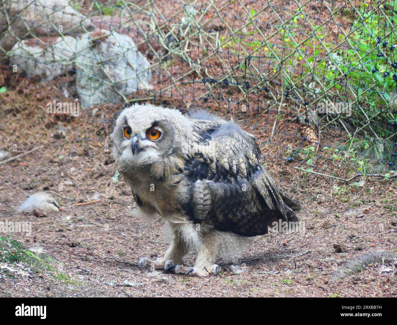 Junge Uhu im Zoo Stockfoto