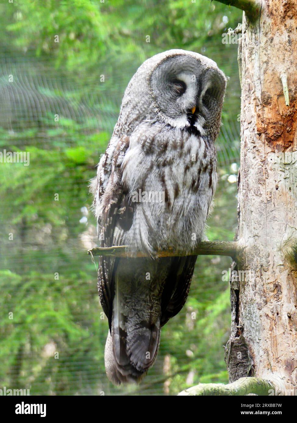 Eulen im Zoo Stockfoto