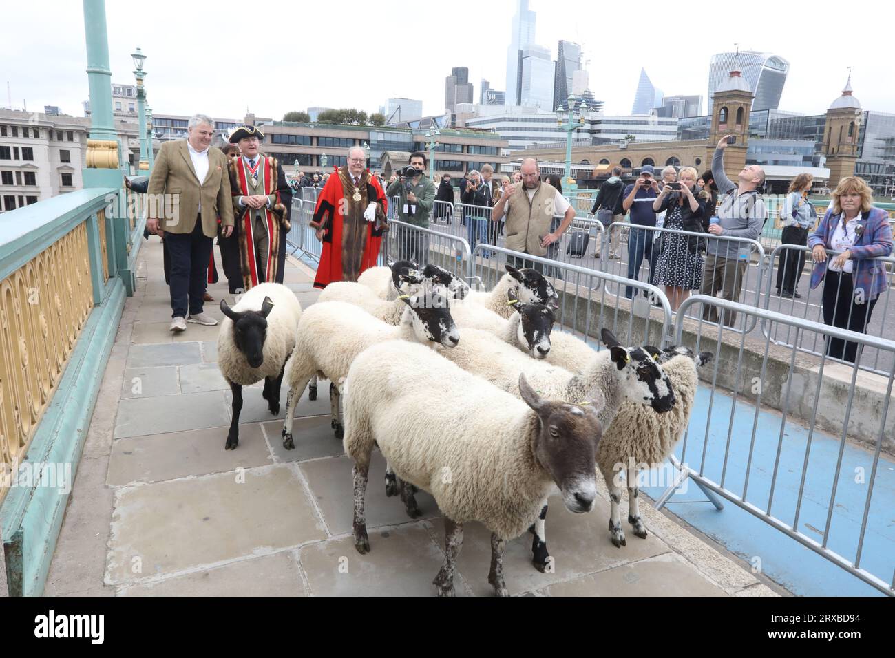 London, UK, 24. September 2023. Freeman und Spitzenkoch Richard Corrigan wurden für den Tag Hirte und nahmen sein altes Recht in Anspruch, Schafe über die Southwark Bridge und die Themse im Zentrum Londons zu fahren. Zu dieser großen Spendensammlung gesellten sich Master Woolman Vincent Keaveny und Sir Andrew Parmley als Lord Mayor Locum Tenenshe & Sheriffs of the City of London. Credit:Monica Wells/Alamy Live News Stockfoto