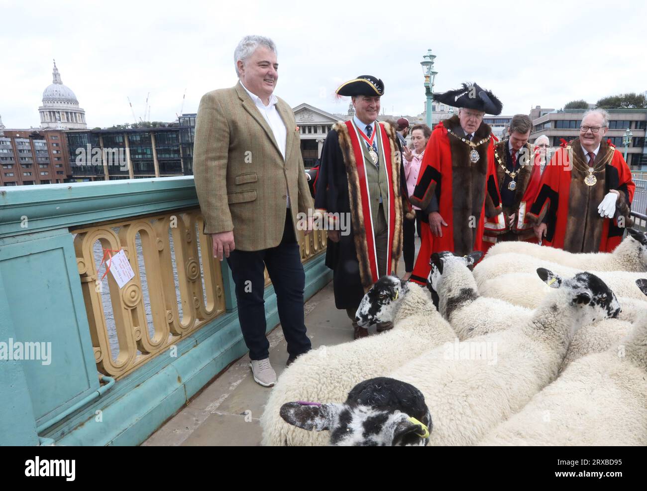 London, UK, 24. September 2023. Freeman und Spitzenkoch Richard Corrigan wurden für den Tag Hirte und nahmen sein altes Recht in Anspruch, Schafe über die Southwark Bridge und die Themse im Zentrum Londons zu fahren. Zu dieser großen Spendensammlung gesellten sich Master Woolman Vincent Keaveny und Sir Andrew Parmley als Lord Mayor Locum Tenenshe & Sheriffs of the City of London. Credit:Monica Wells/Alamy Live News Stockfoto