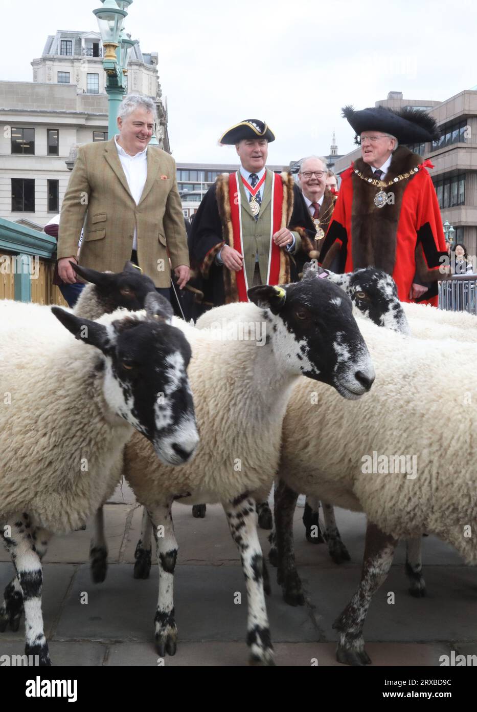 London, UK, 24. September 2023. Freeman und Spitzenkoch Richard Corrigan wurden für den Tag Hirte und nahmen sein altes Recht in Anspruch, Schafe über die Southwark Bridge und die Themse im Zentrum Londons zu fahren. Zu dieser großen Spendensammlung gesellten sich Master Woolman Vincent Keaveny und Sir Andrew Parmley als Lord Mayor Locum Tenenshe & Sheriffs of the City of London. Credit:Monica Wells/Alamy Live News Stockfoto