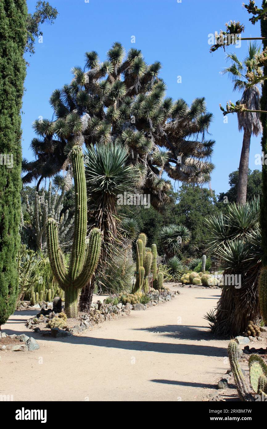 Arizona Garden, Stanford University, Kalifornien Stockfoto