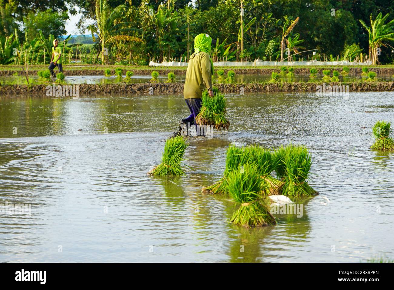 Viele Gruppen von Reissamen, die sich im Wasser oder Reisfeld befinden, Reissamen zum Anpflanzen. Feldsaat Reis wird transplantiert. Reissamen werden gelesen Stockfoto