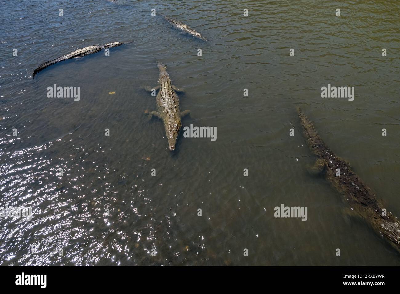 Wunderschöner Blick auf den Fluss Tarcoles und die Brücke, mit vielen Krokodilen und Alligatoren in Costa Rica Stockfoto