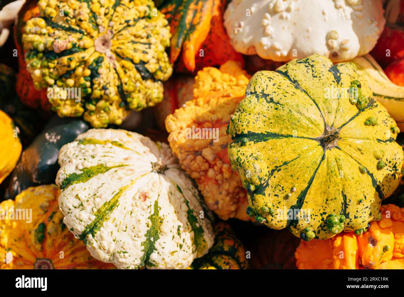 Organischer Hintergrund - Nahaufnahme von ZIERKÜRBISSEN Stockfoto