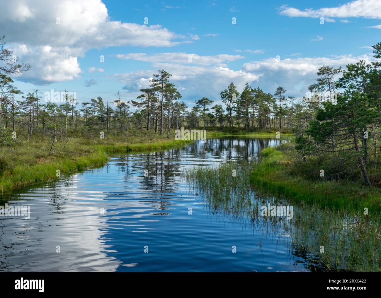 Sonnige Sommerlandschaft vom Sumpf, weiße Cumuluswolken spiegeln sich im dunklen Sumpfwasser. Leuchtend grünes Moorgras und kleine Moorkiefern am Ufer o Stockfoto