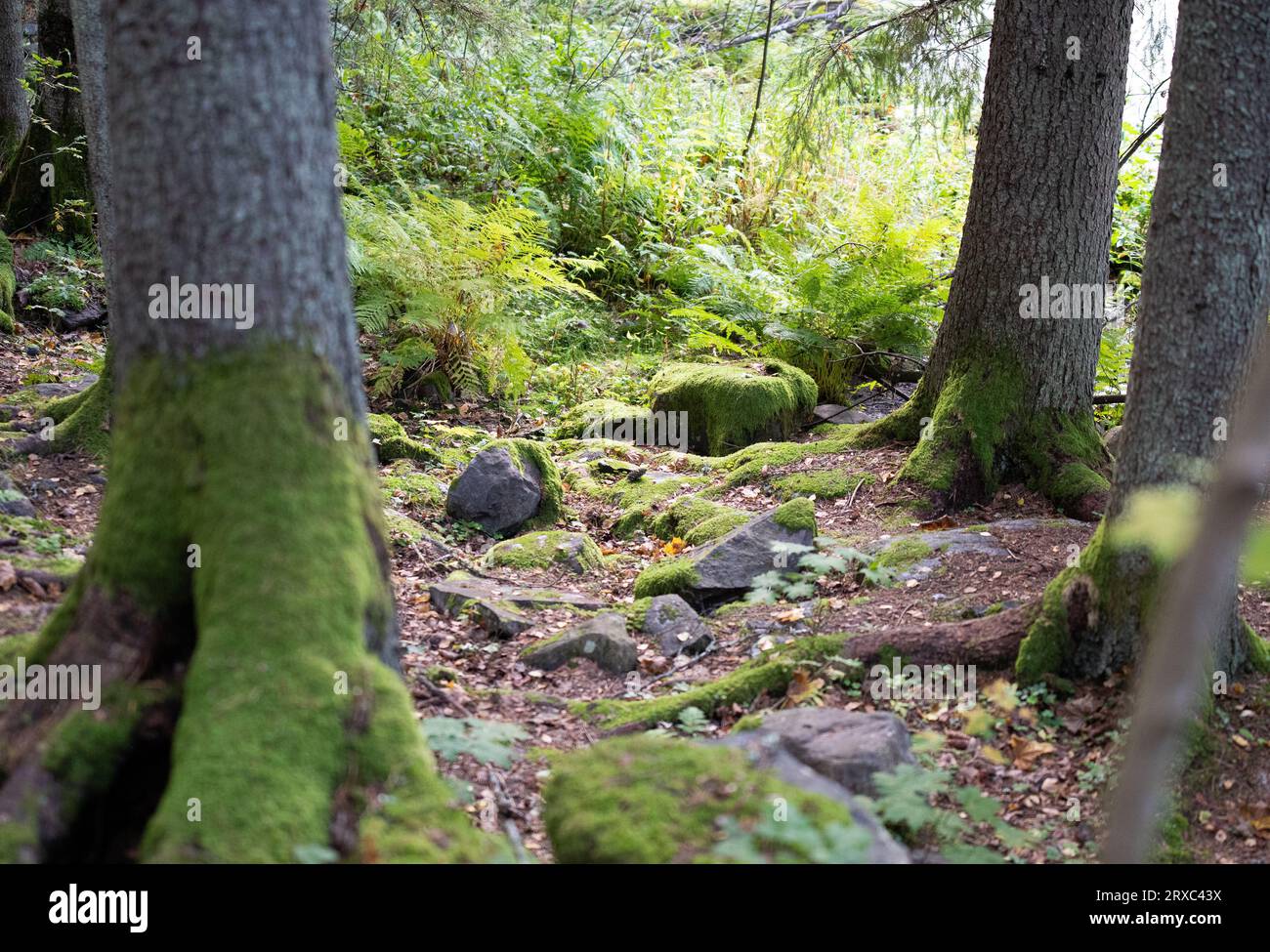 Mit Moos bedeckte Fichten und Steine Stockfoto