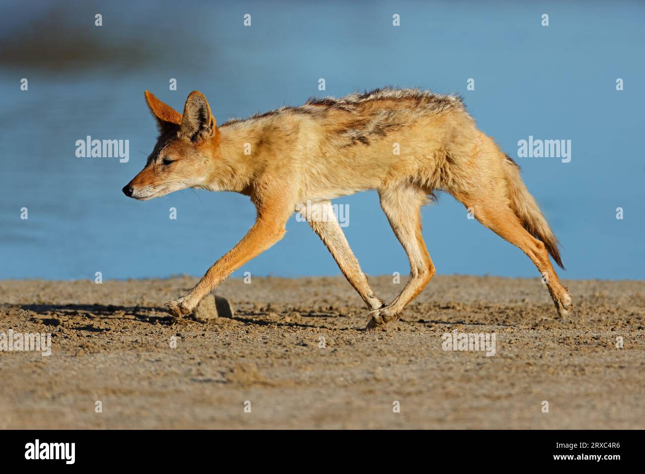 Ein Schakal mit schwarzem Rücken (Canis mesomelas) läuft in der Kalahari-Wüste in Südafrika Stockfoto