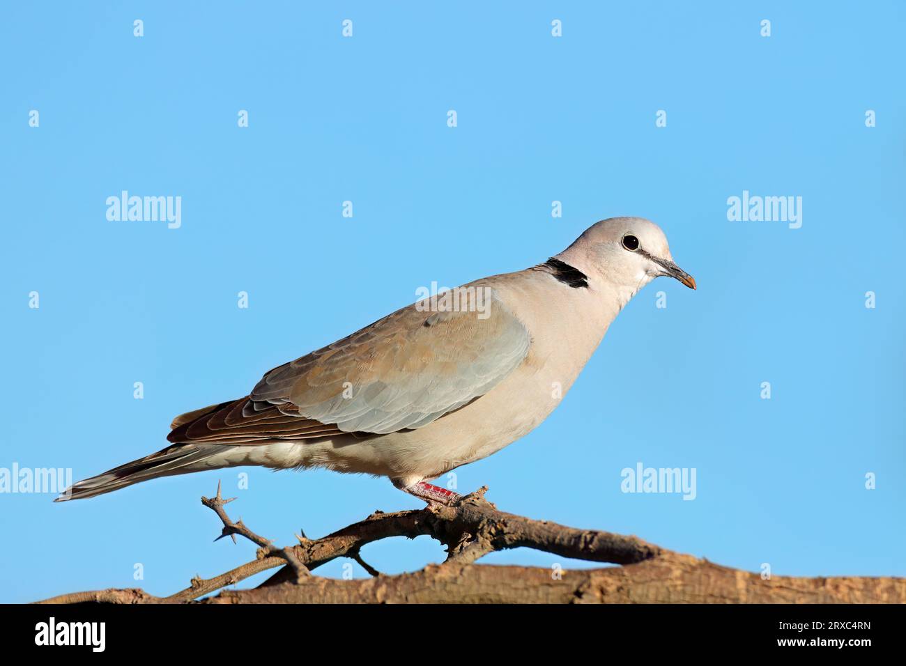 Eine Kapschildkrötentaube (Streptopelia capicola) auf einem Zweig in Südafrika Stockfoto