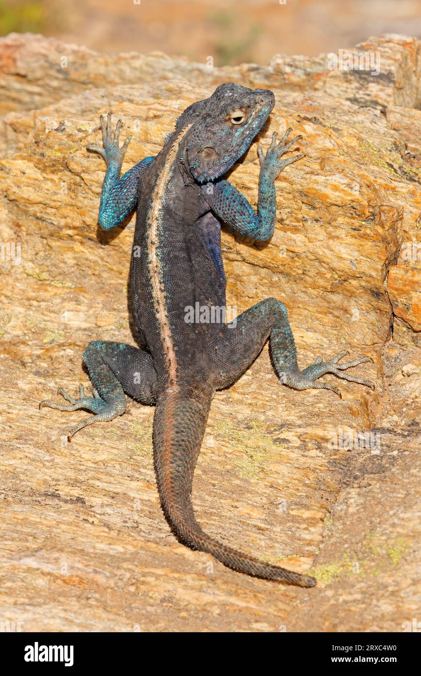 Männliches Agama (Agama atra), das auf einem Felsen sitzt, Südafrika Stockfoto
