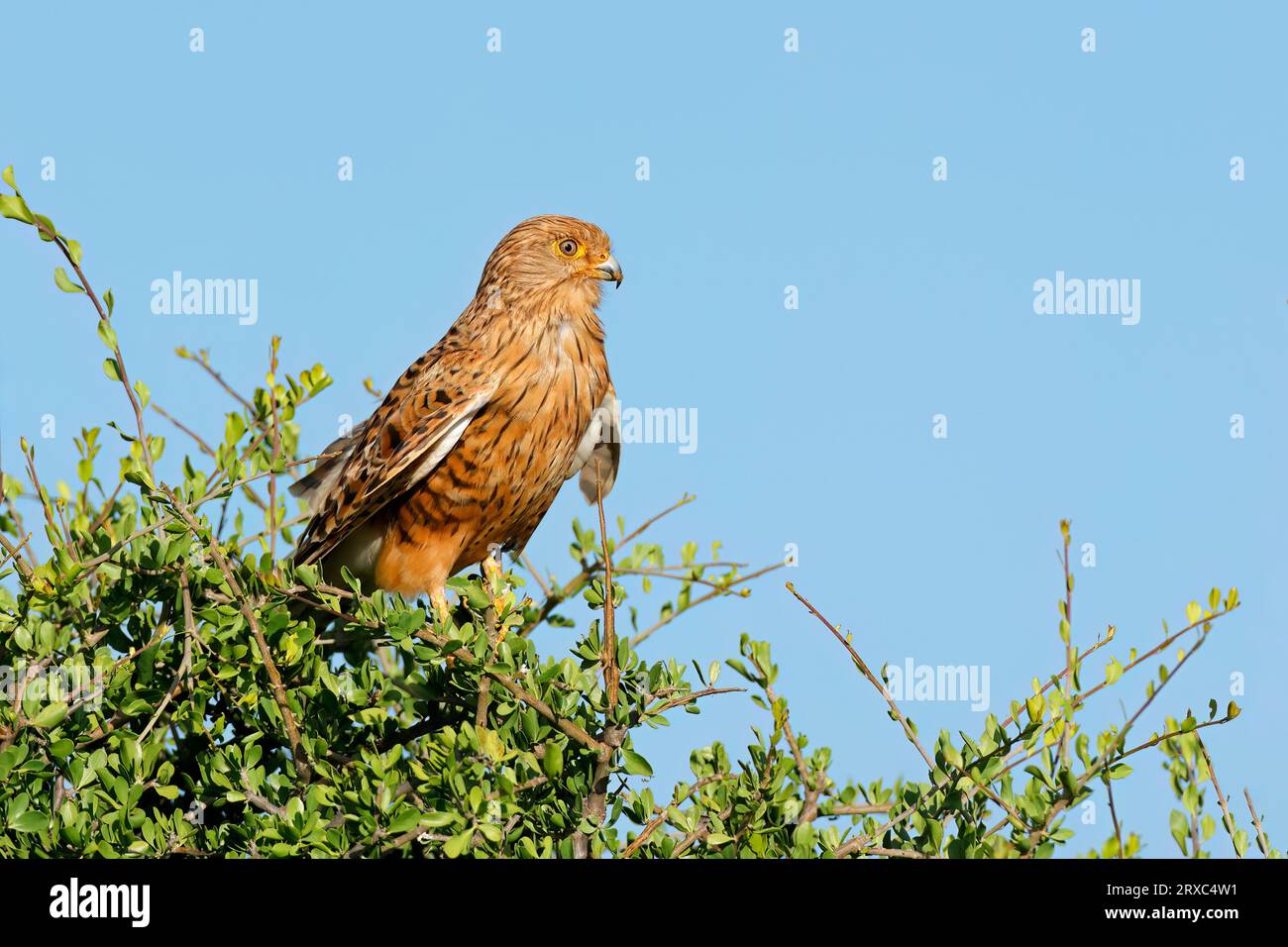 Ein großer Turmfalke (Falco rupicoloides) thront auf einem Baum vor einem blauen Himmel in Südafrika Stockfoto