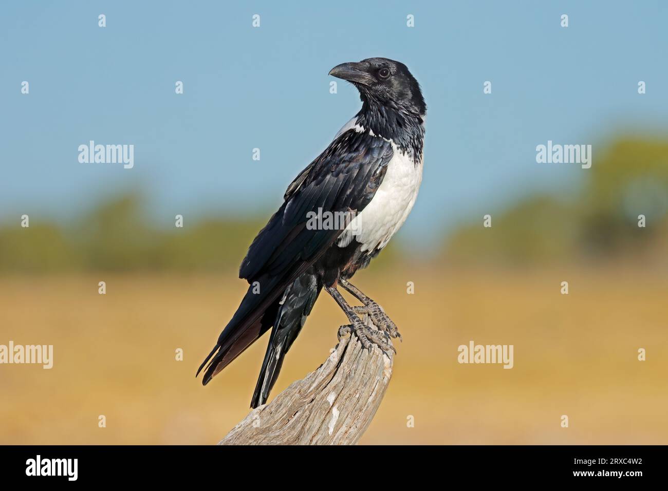 Eine Krähe (Corvus albus), die auf einer Zweigstelle im Etosha National Park, Namibia, thront Stockfoto