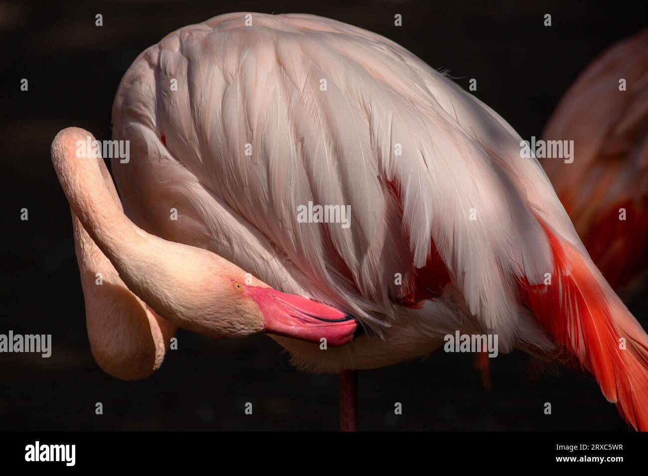 Nahaufnahme des rosafarbenen Flamingo-Wasservogels im Fluss, Hals- und Kopfdetail. Fotografie von lebendiger Natur und Tierwelt. Stockfoto