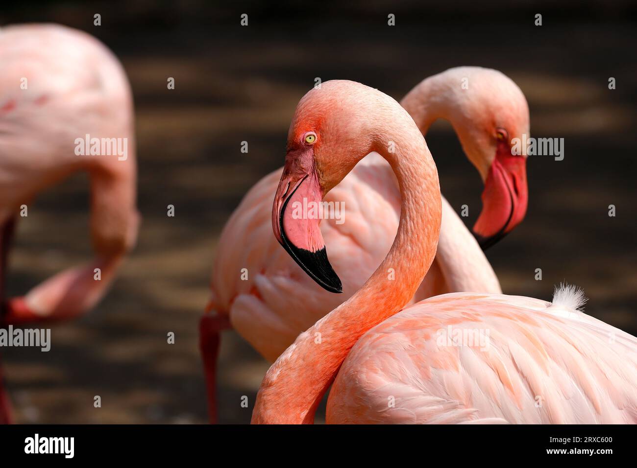 Nahaufnahme des rosafarbenen Flamingo-Wasservogels im Fluss, Hals- und Kopfdetail. Fotografie von lebendiger Natur und Tierwelt. Stockfoto