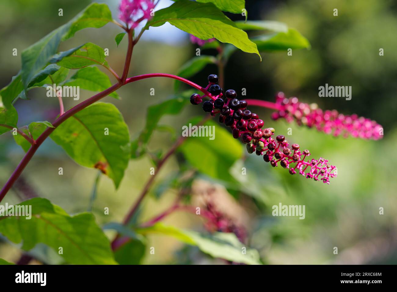 Blick auf das Blattwerk und die Früchte von Pechkraut phytolacca acinosa im Frühlingsgarten. Makrofotografie der lebendigen Natur. Stockfoto