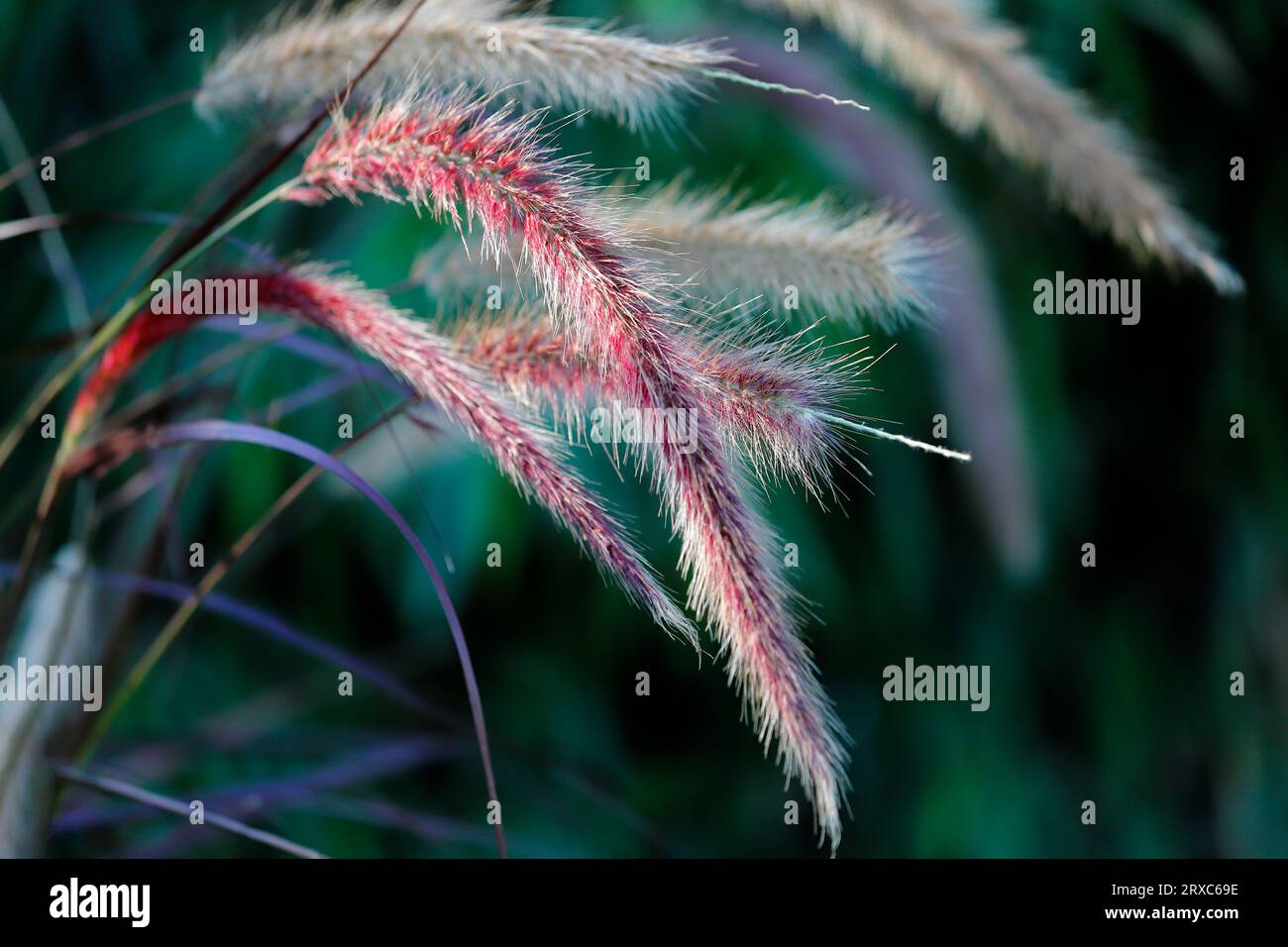 Nahaufnahme des karmesinroten Fontänenrasses auf dem Frühlingsfeld. Makrofotografie lebendiger Natur. Stockfoto