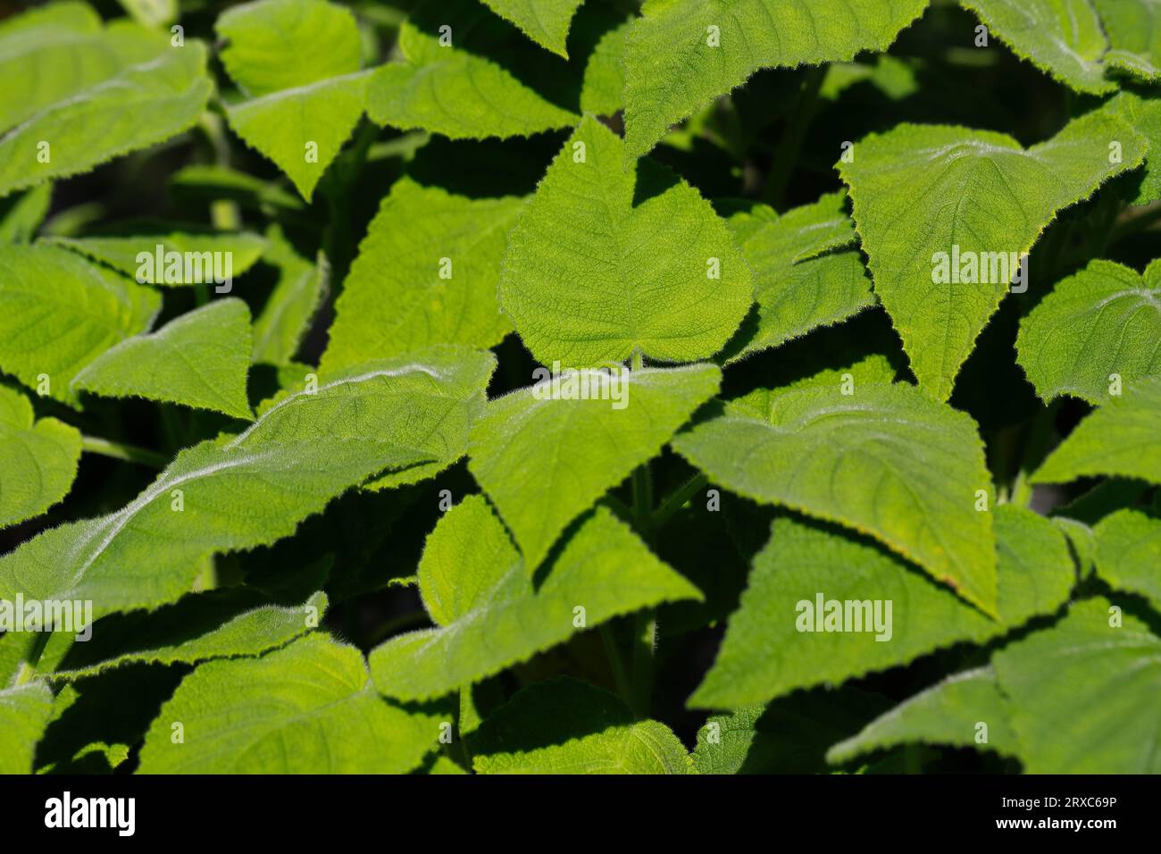 Blick auf salvia dorisiana, den nach Früchten duftenden Salbei im Gemüsegarten. Fotografie der lebendigen Natur. Stockfoto