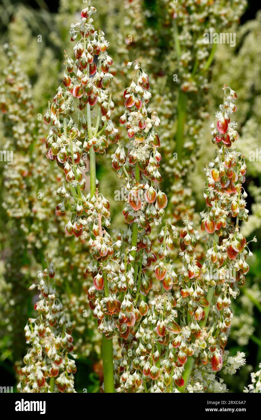 Blick auf junge Rhabarberblumen im Frühlingsgarten. Makrofotografie lebendiger Natur. Stockfoto
