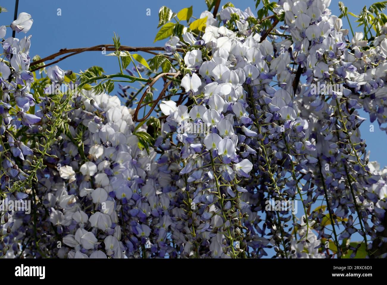 Blick auf chinesische Glysteria sinensis-Blütenpflanzen mit hängenden Razemen. Makrofotografie der Natur. Stockfoto