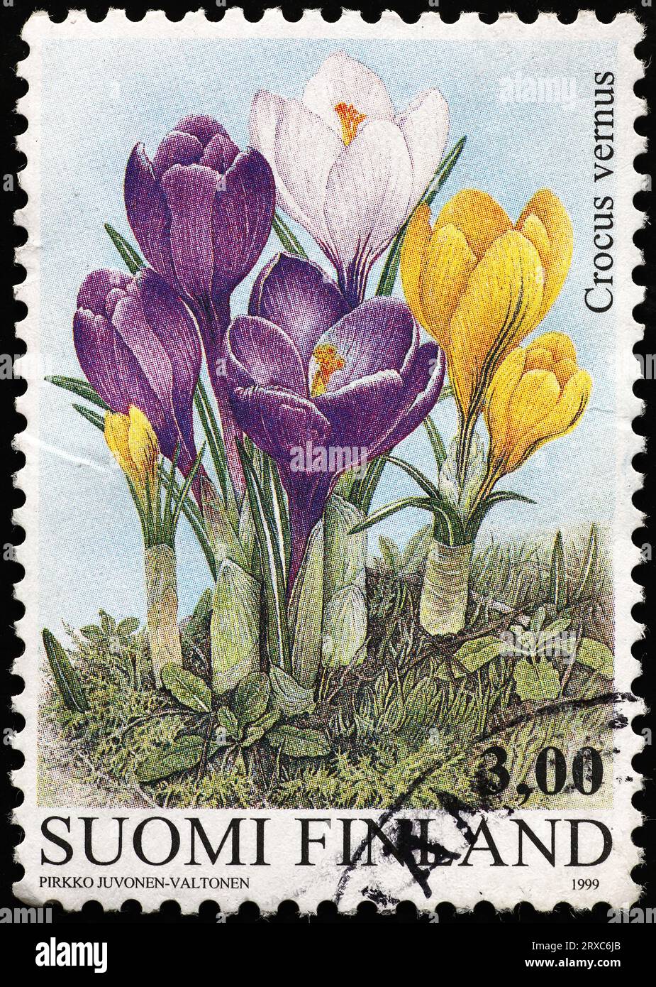 Krokusblüten auf finnischer Briefmarke Stockfoto